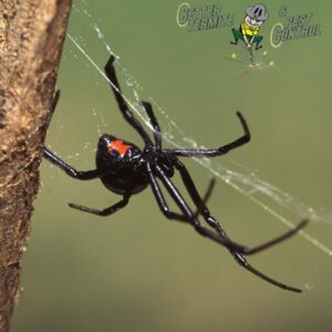 Common Spiders In The Greater Virginia Area