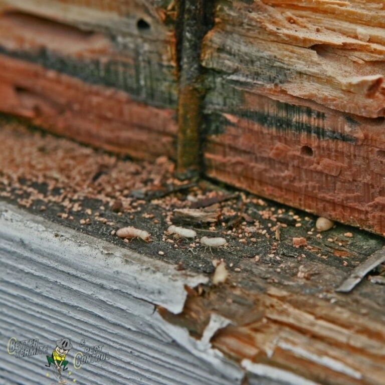Why You Need a Professional to Get Rid of Termites