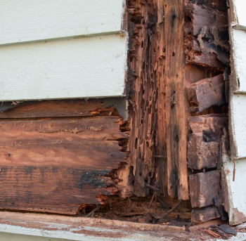 Termite_and_Rot_Damage