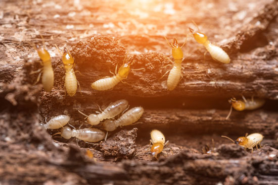 termites-homepage