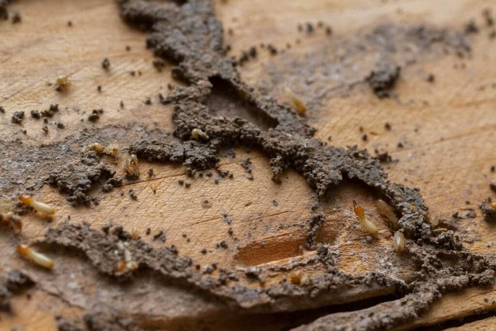 Group of worker termites walking and move in cracking mud tunnel