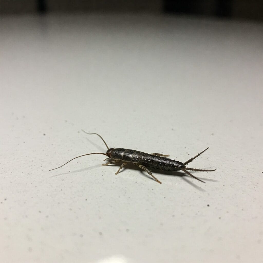 Silverfish on counter