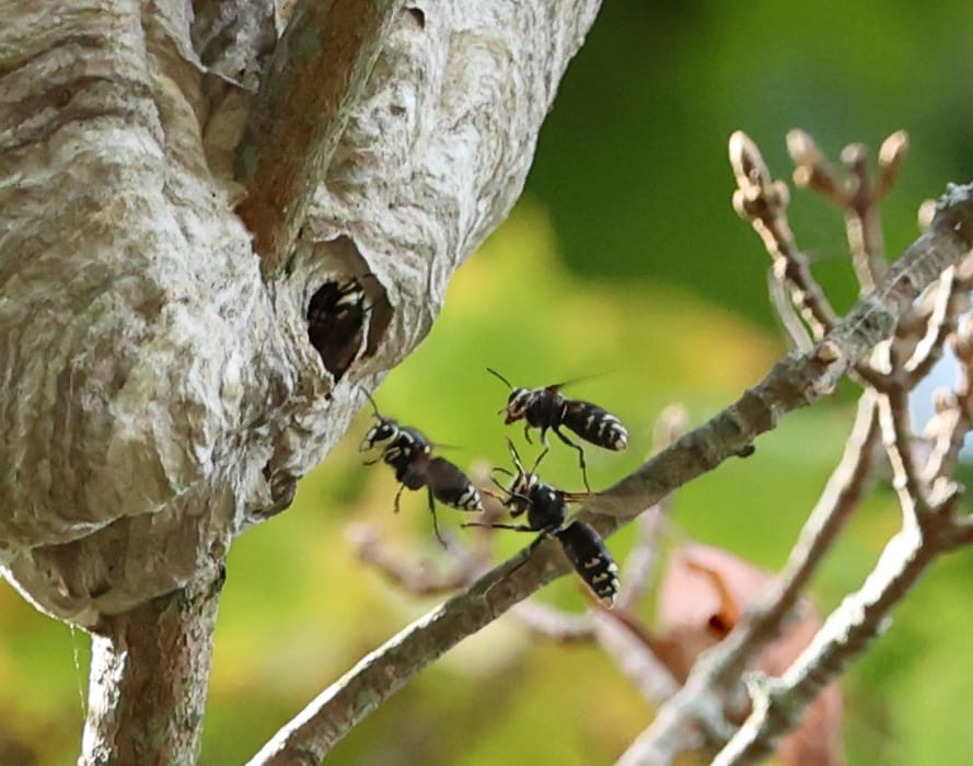 Bald Faced Hornet Nest