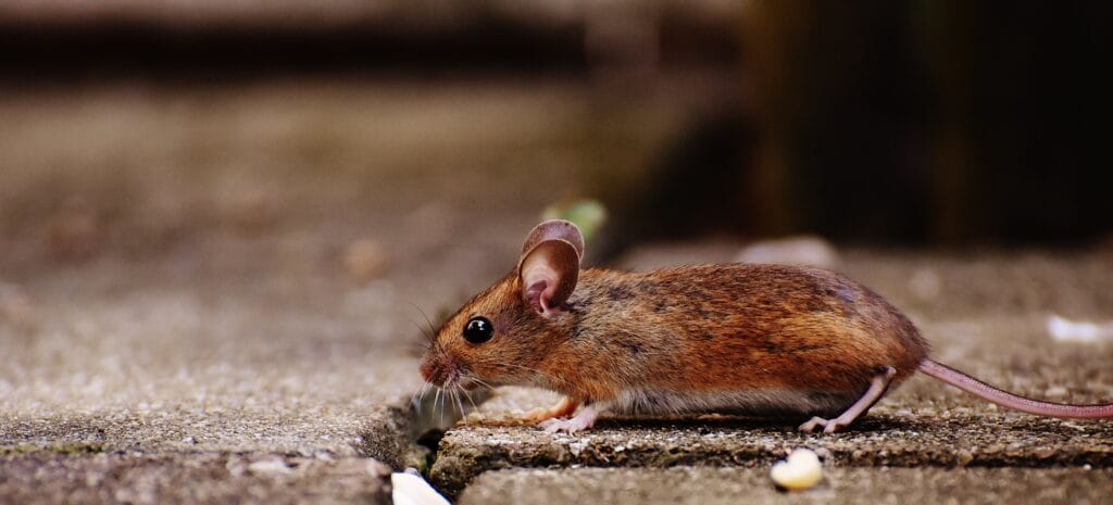 mouse rodent near foundation scavenging for food