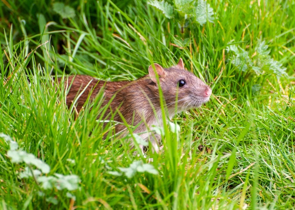 mouse in grass and bushes