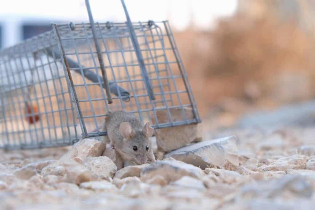 mouse squeezing through trap