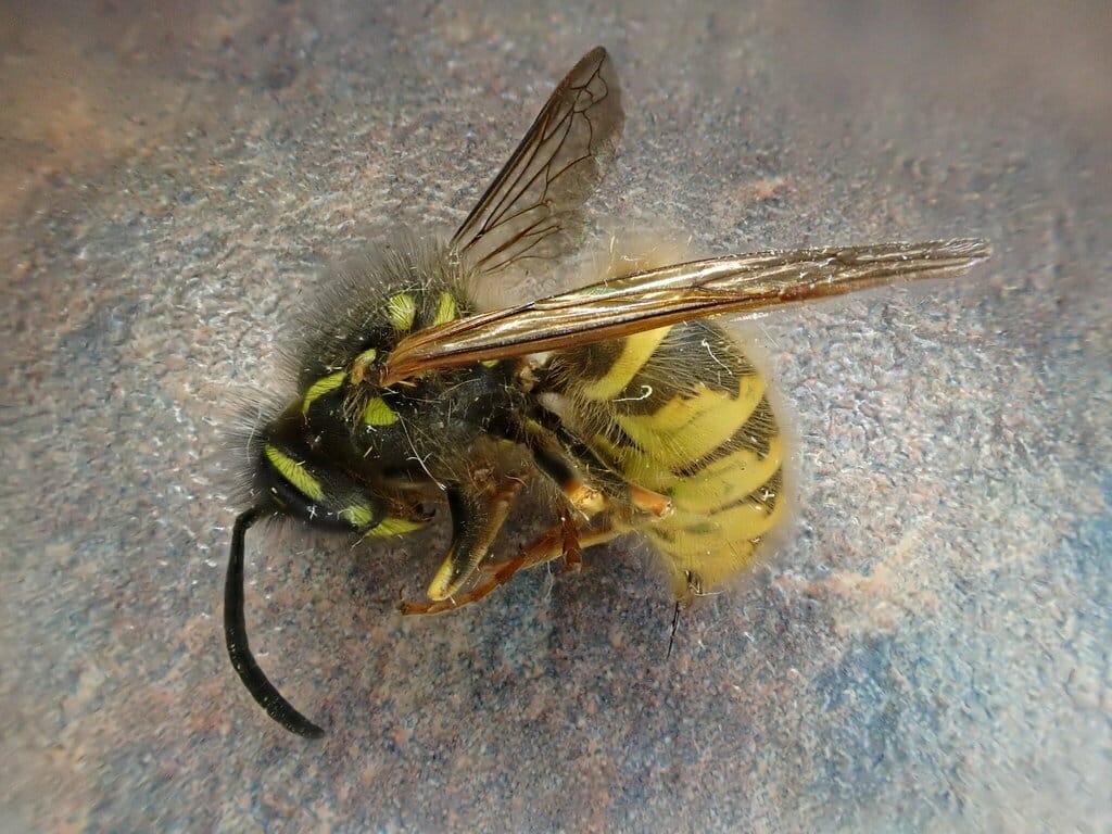 Yellow Jacket