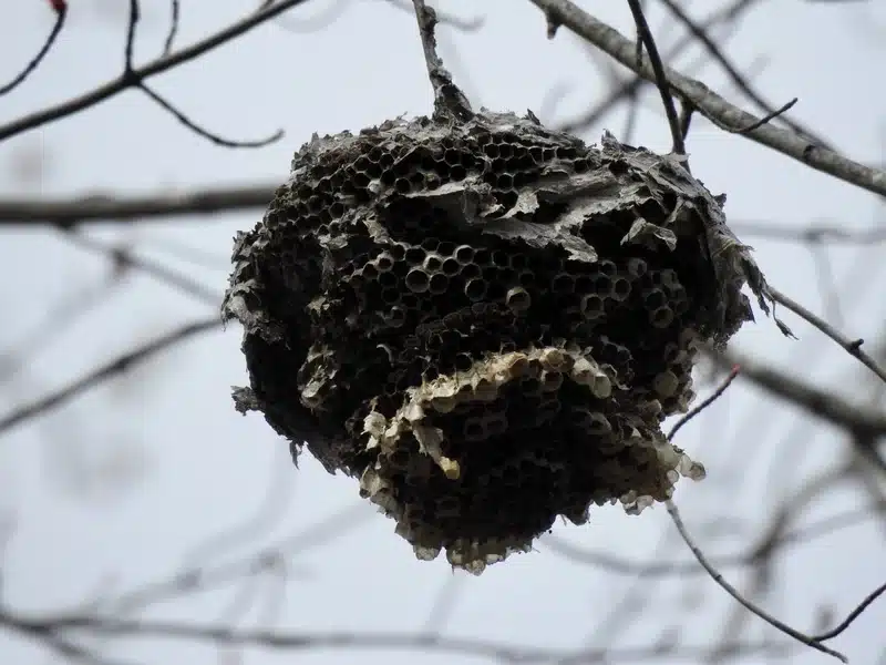 Abandoned wasp nest showing internal comb structure