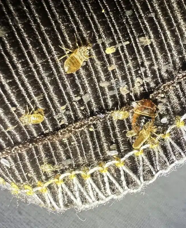 Bed bug infestation in mattress seam