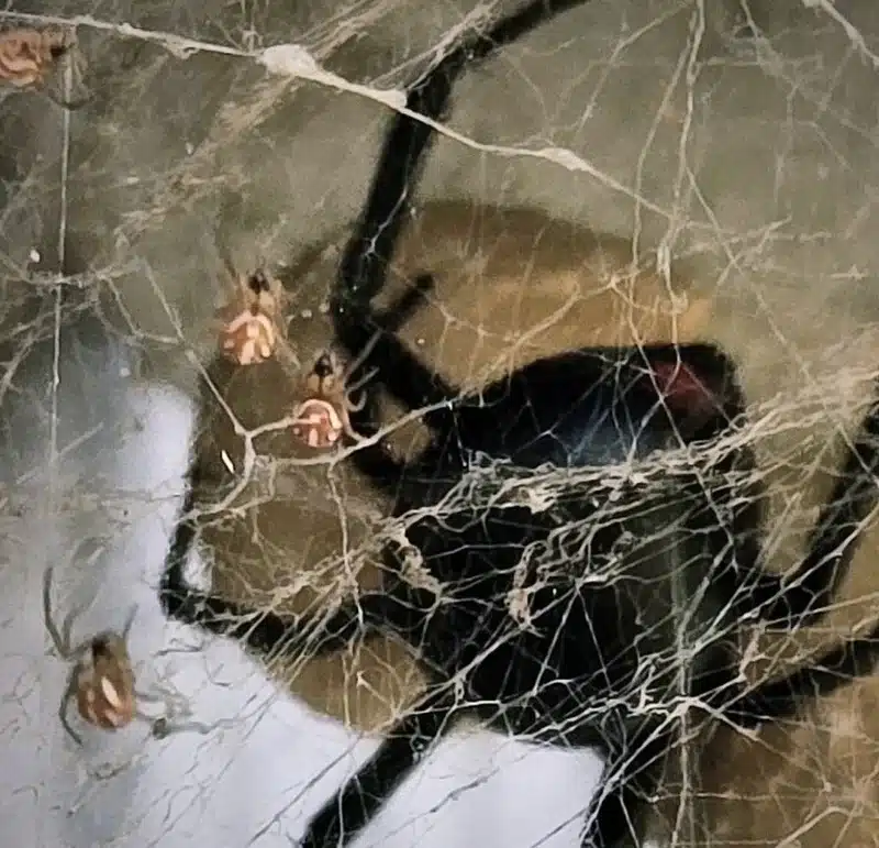 Black widow spider with spiderlings in web structure