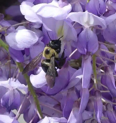 Close-up carpenter bee on purple flowers showing shiny black abdomen