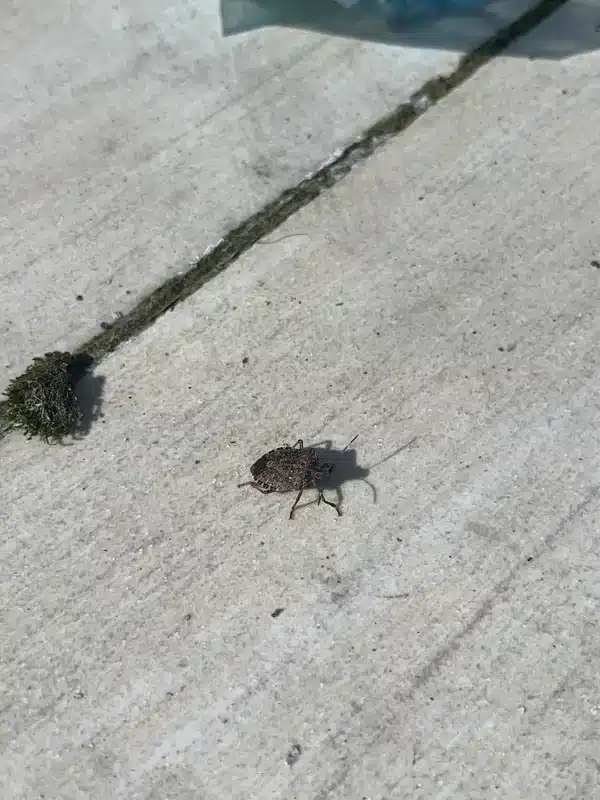 Professional treatment application for stink bug management