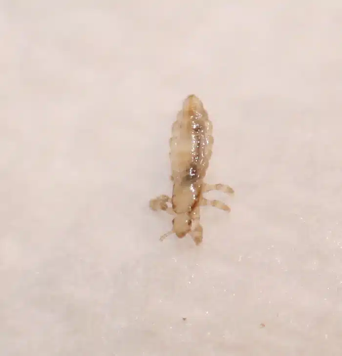Macro image of a head louse for comparison