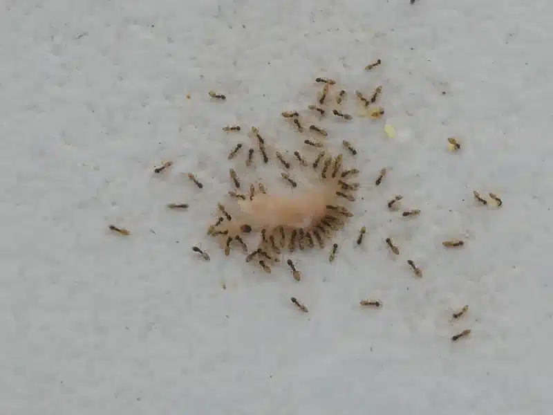 Sugar ants feeding behavior